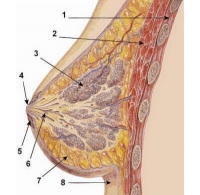 GIẢI ĐÁP THẮC MẮC CHO CÁC BẠN NỮ TẬP GYM VỀ SỰ PHÁT TRIỂN CỦA BỘ NGỰC